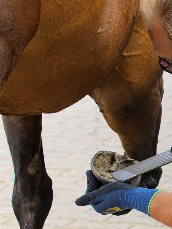 Barhufbearbeitung verstehen