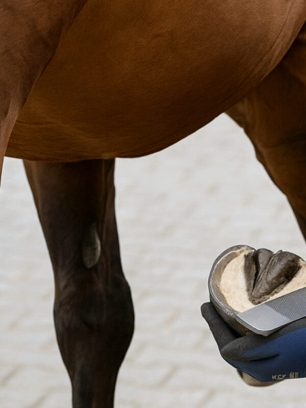 Thomas Beiwinkler arbeitet mit einer Hufraspel an einem Barhuf